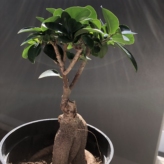 観葉植物