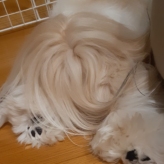愛犬
