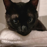 黒猫モッカを探して