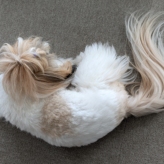 犬自慢