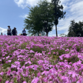芝桜