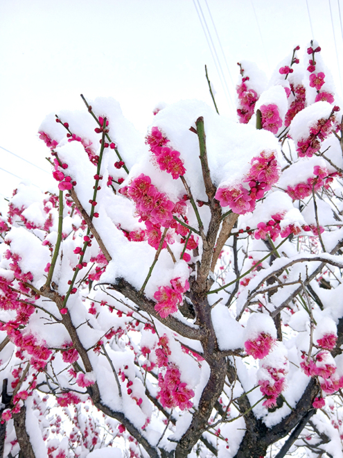 紅梅に雪が積もっています。