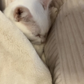 介護